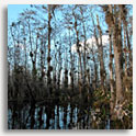 Everglades, Florida