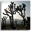 Joshua Tree National Park, California 