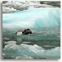 Tracy Arm, Alaska